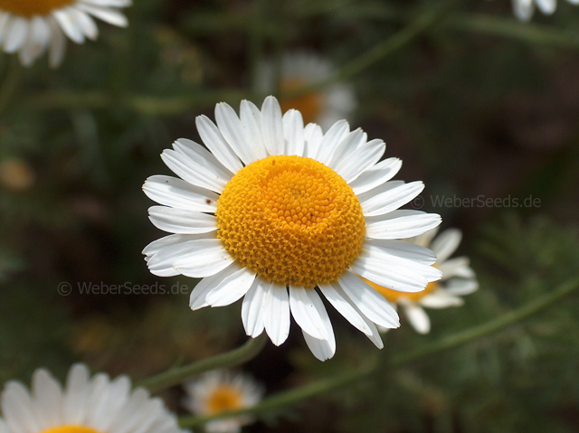 chrysanthemum-cinerariifolium.jpg