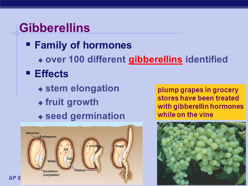 Gibberellins In Plants