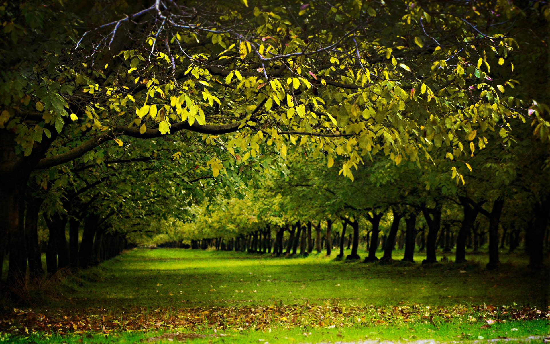 beautiful-nature-wallpaper-hd-wide.jpg