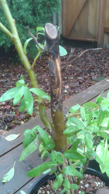 20171110_092451.jpg