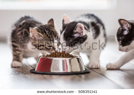 stock-photo-cat-cute-little-kitten-with-a-bowl-of-granules-at-home-or-in-the-garden-508351141.jpg