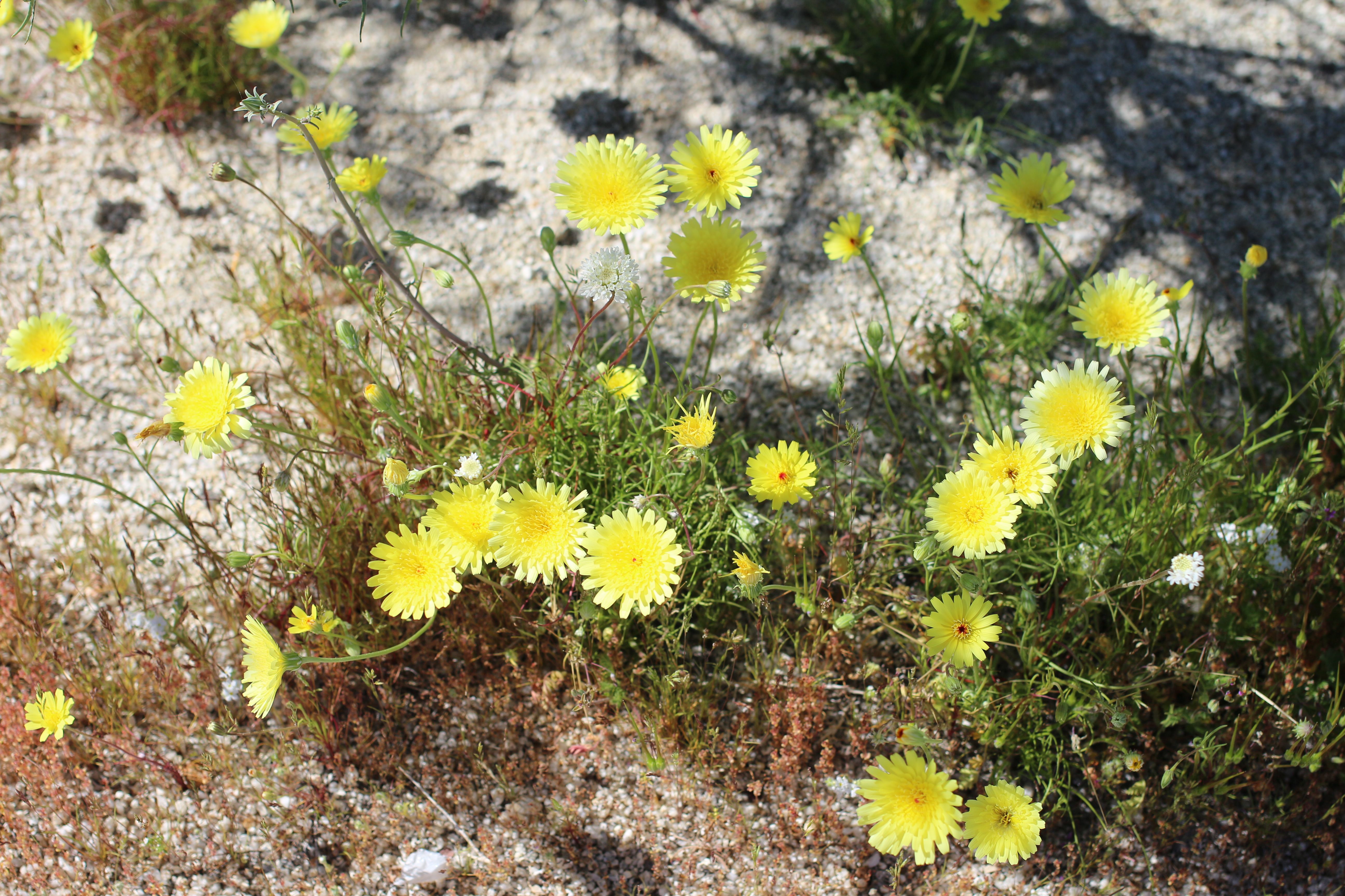 Desert Wild Flowers #1