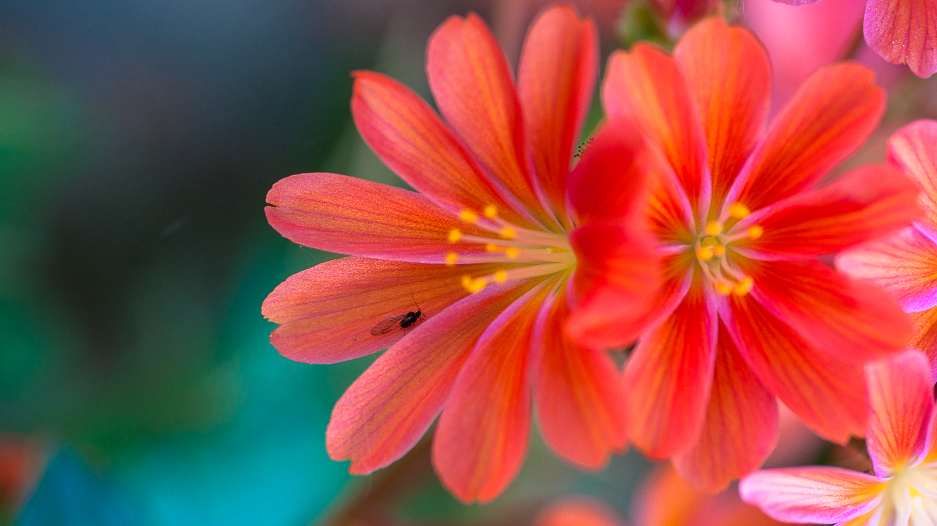 13-03-2018-flowers-orange-01364.jpg