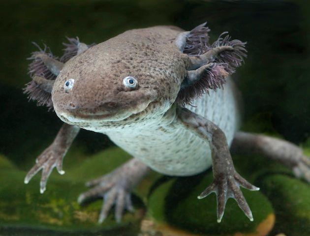 Mexican-axolotls-iStock_000010048766_Medium.jpg