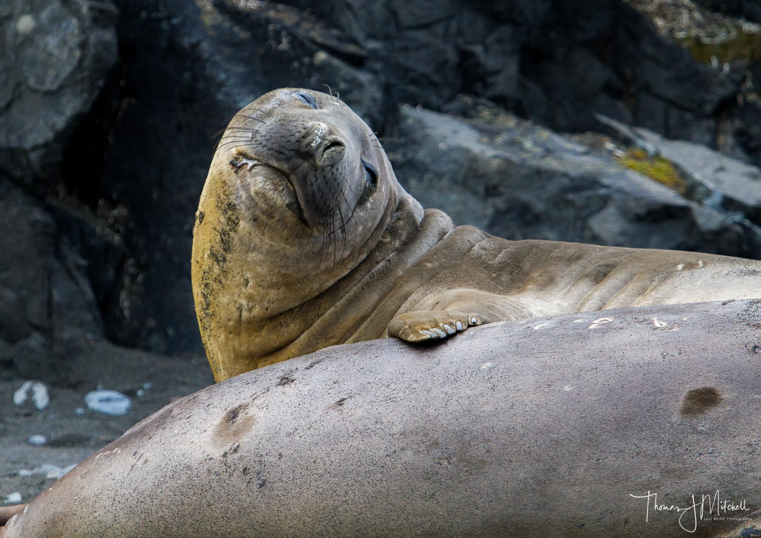 elephant seal-1.jpg