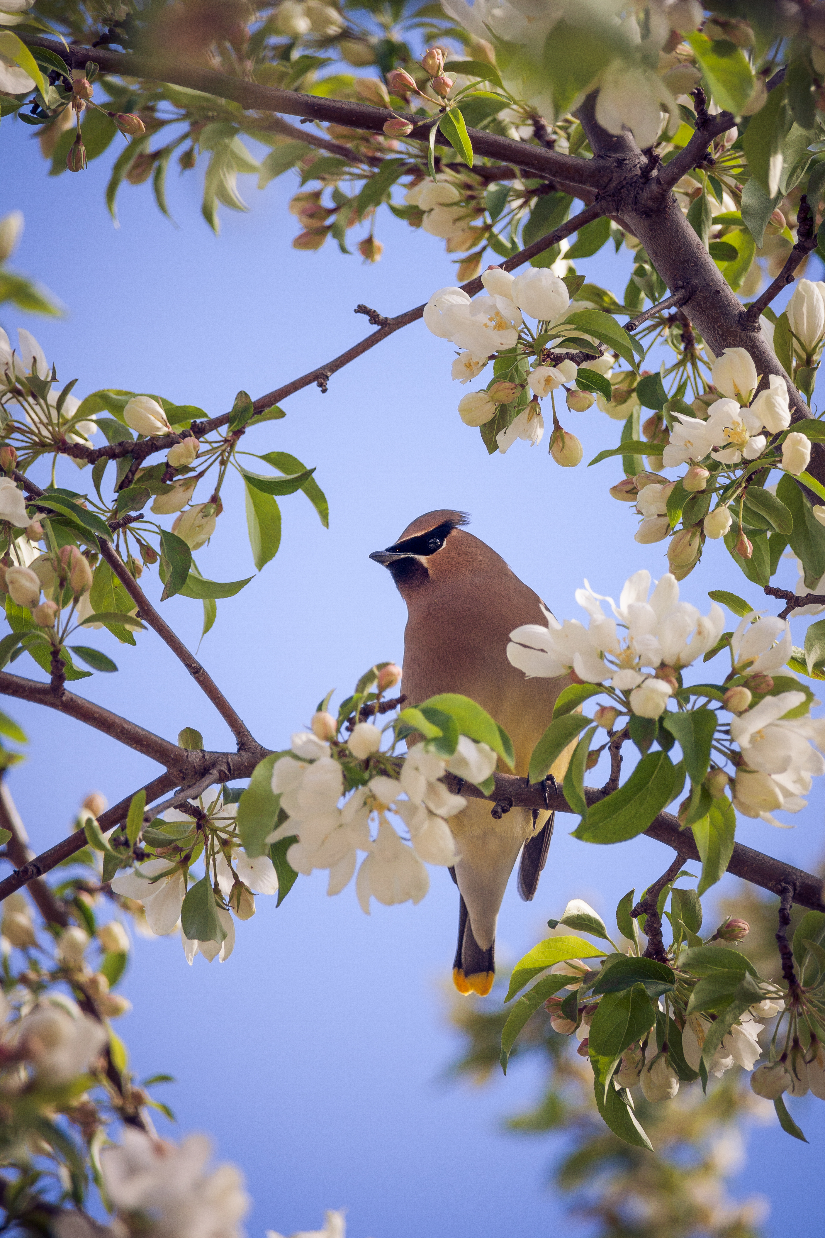 SpringWaxwing.jpg