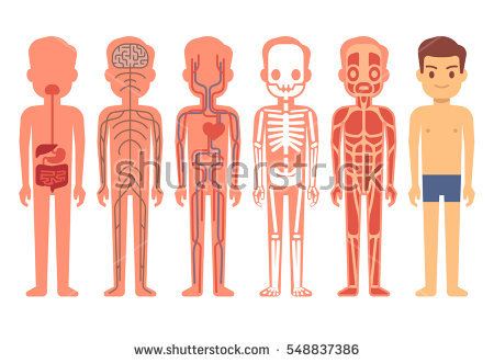 stock-vector-human-body-anatomy-vector-illustration-male-skeleton-muscular-circulatory-nervous-and-digestive-548837386.jpg