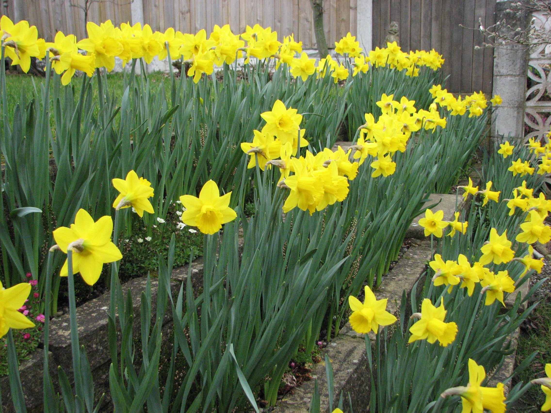 ColorChallenge Wednesday Yellow Springtime Daffodils