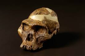 Australopithecus africanus.jpg