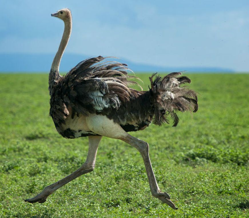 These birds like to play in the water — Steemkr