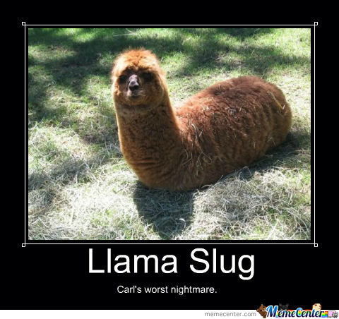 llama-slug.jpg