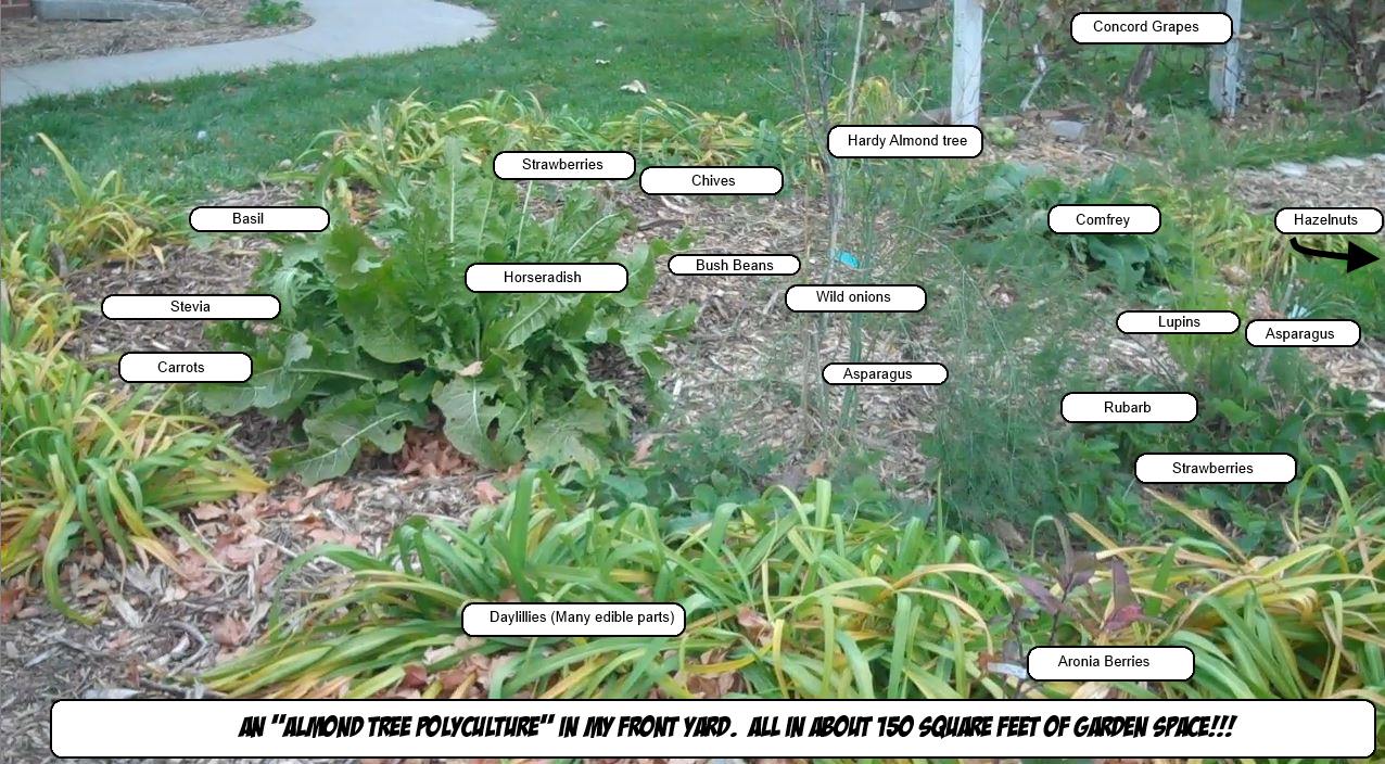 Permaculture almond polyculture.jpg