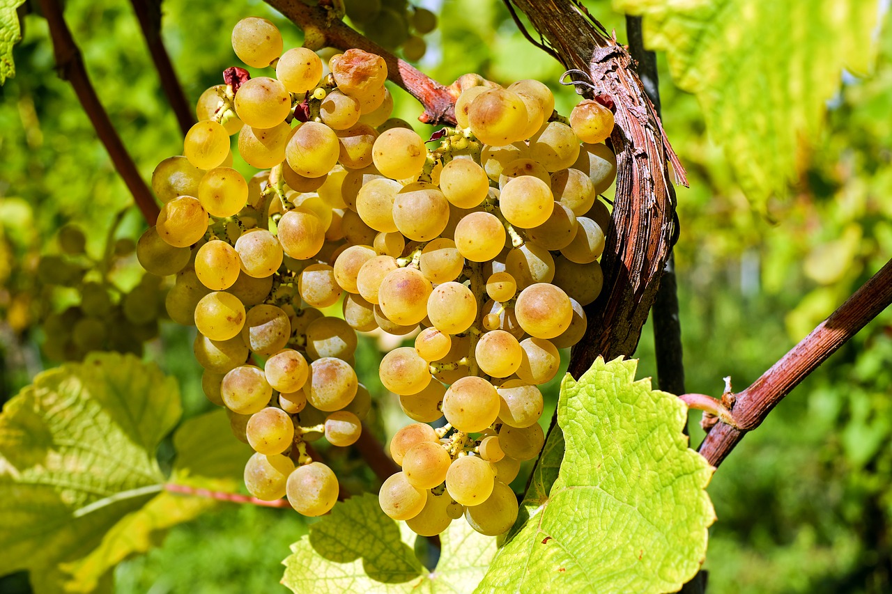 grapes-2715711_1280.jpg