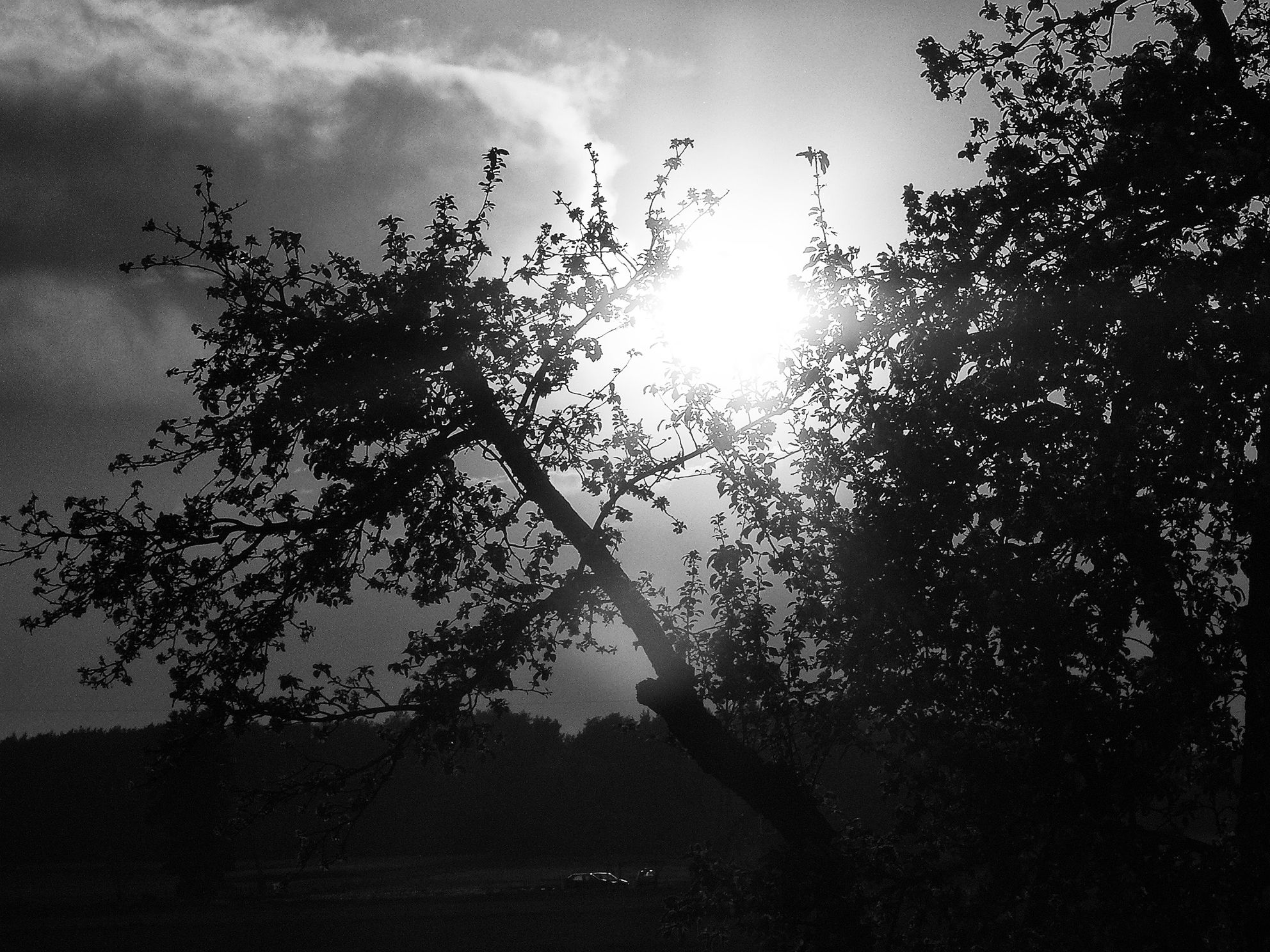 sunset trees bw.JPG