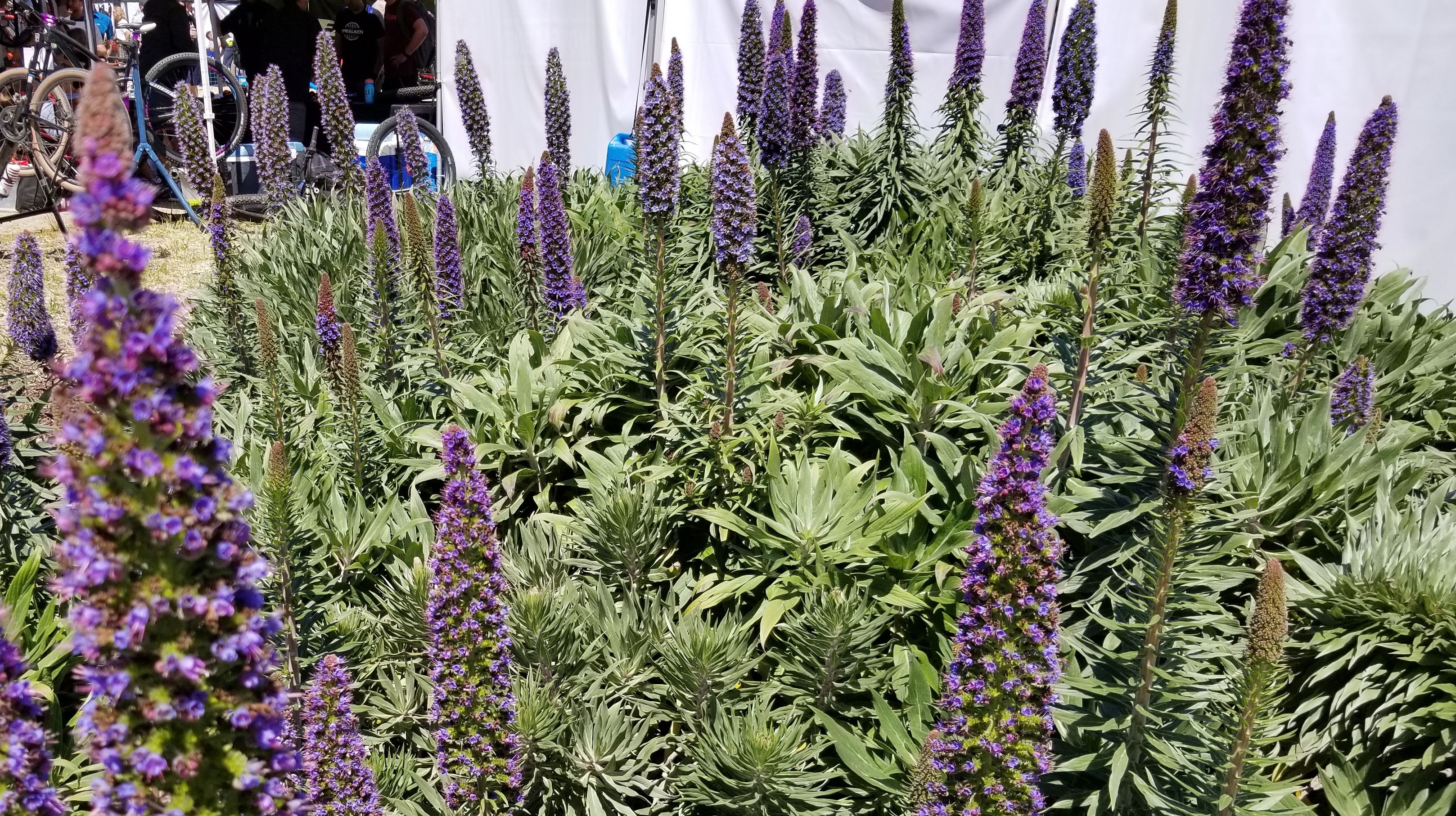 flowers.jpg