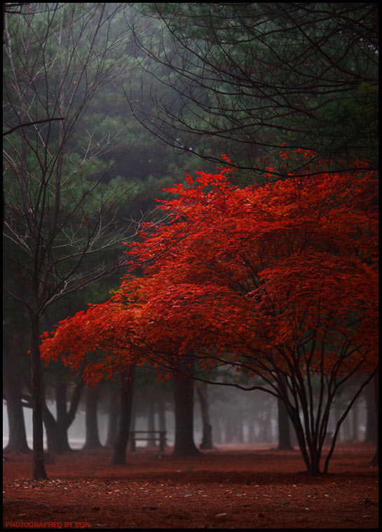 A-tree-with-red-leaves.jpg