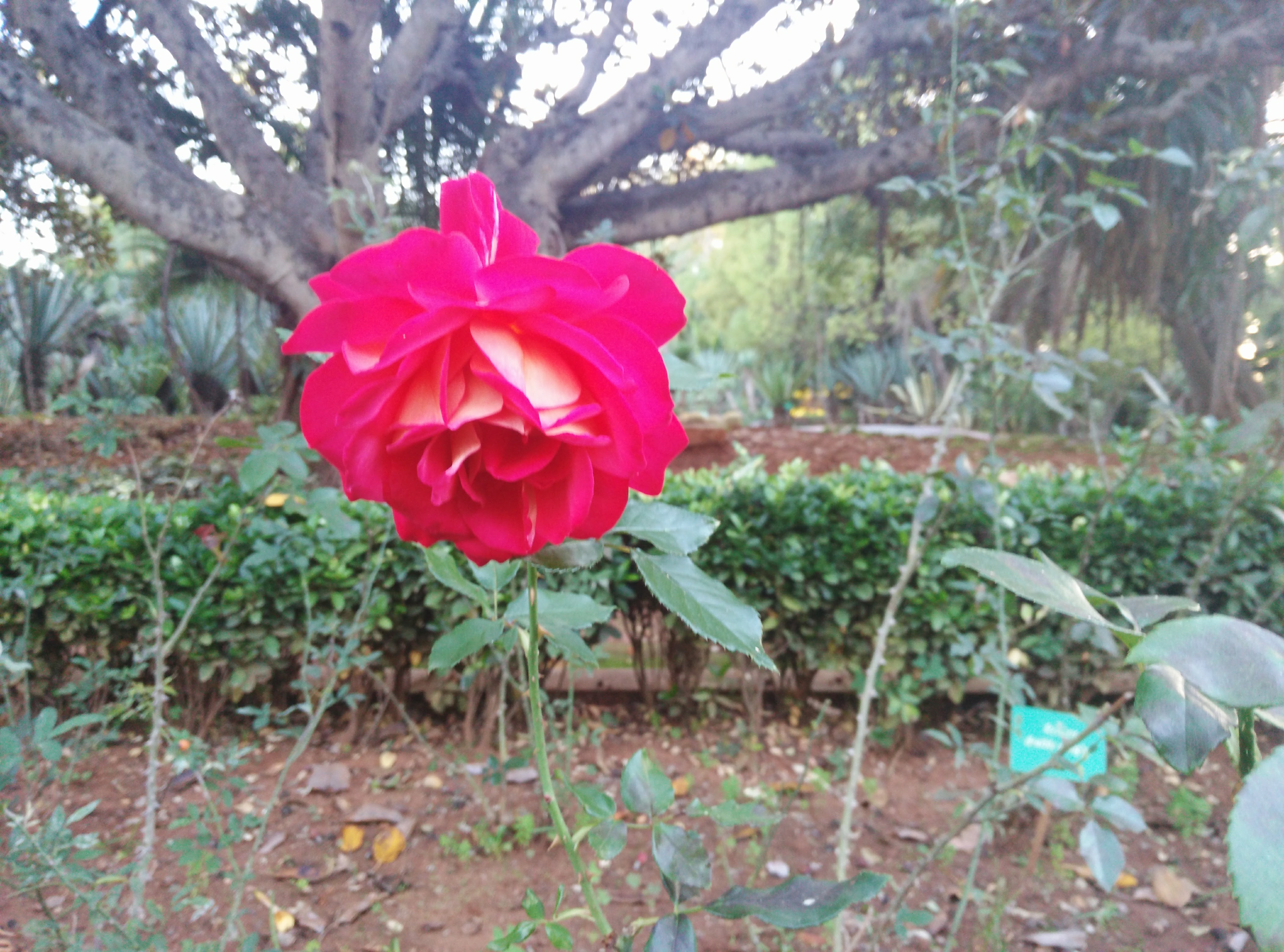 IMG_20161116_164551.jpg