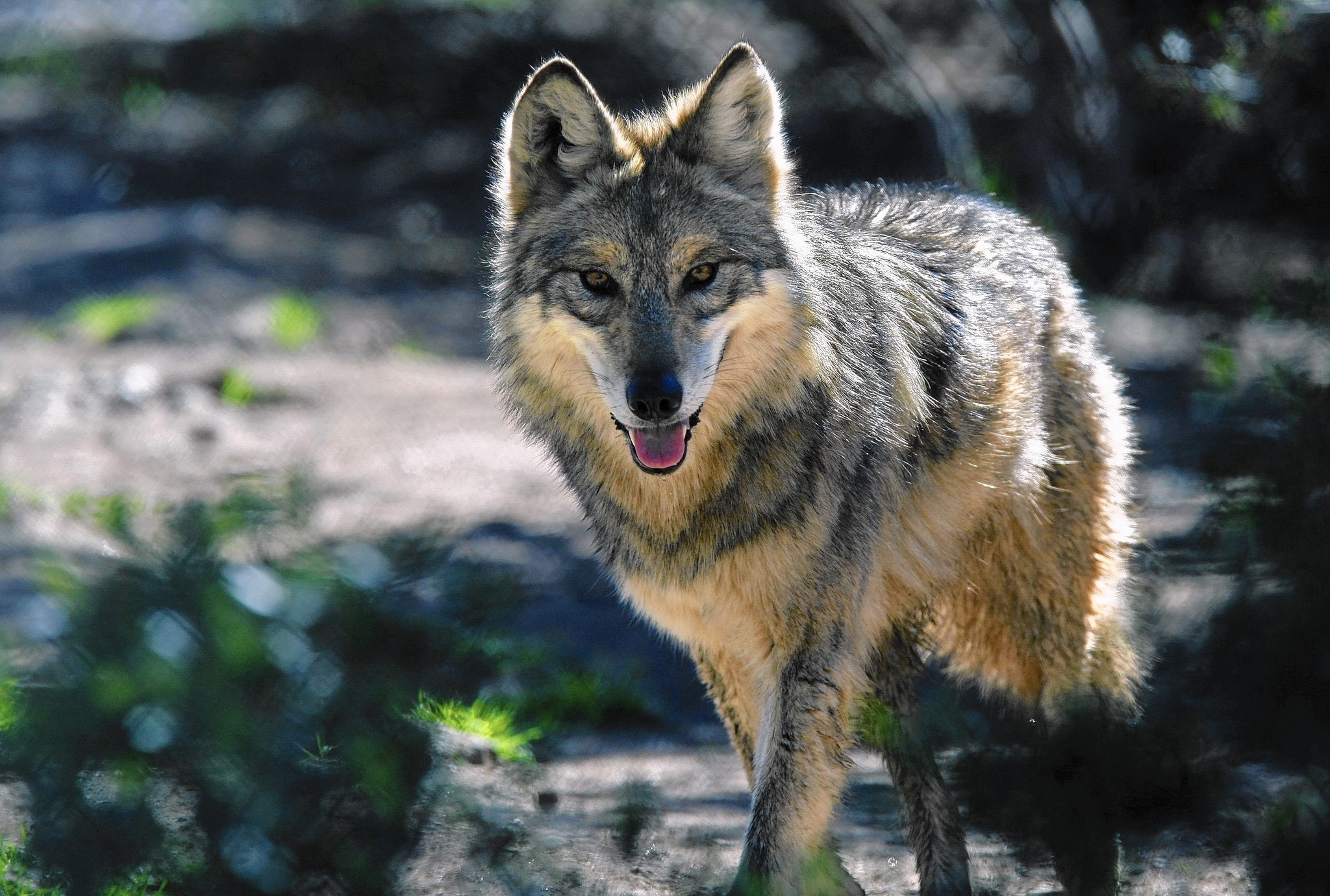 Волк хср гайд. Среднесибирский волк. Мехикан волк. Млекопитающие волк. Волк переярок.