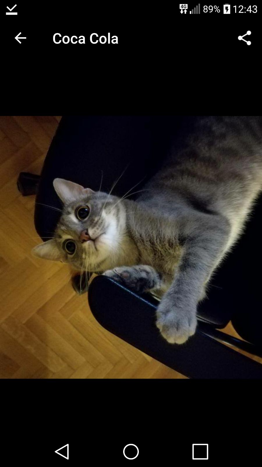 cattycats