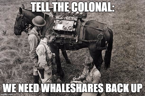 WhalesharesHorse.jpg