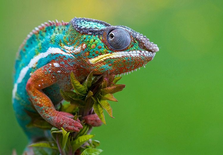 Chameleons-and-their-color-change.jpg