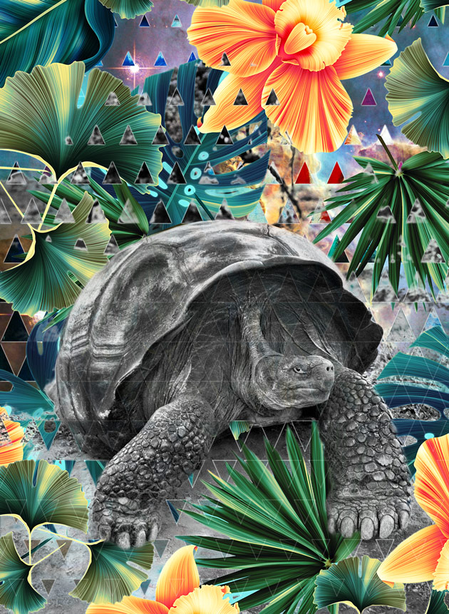 Salgado-tortoise-small.jpg