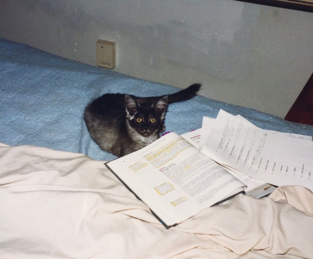 tasha 1.jpg