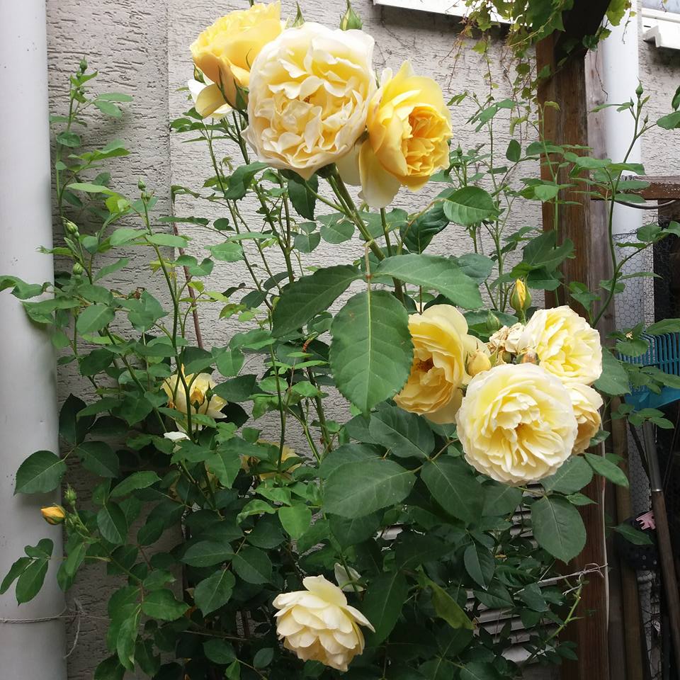 Ako´s Yellow Roses.jpg