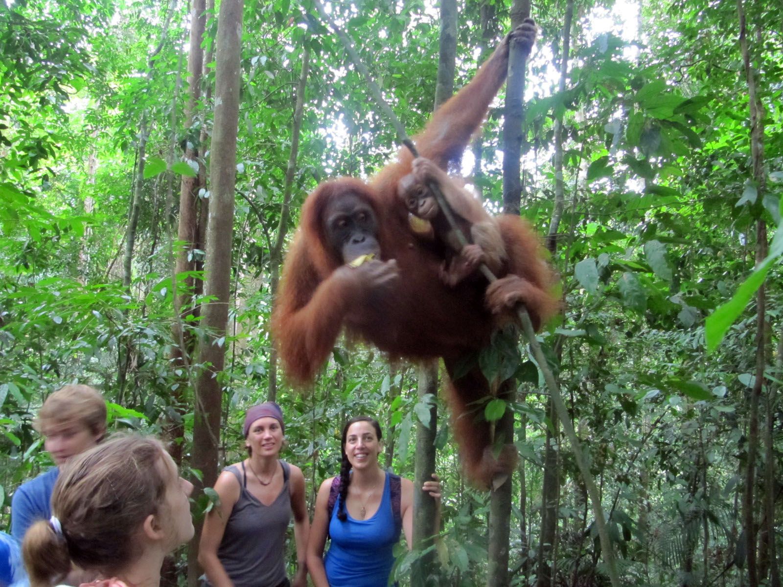 meeting-the-orangutan.jpg