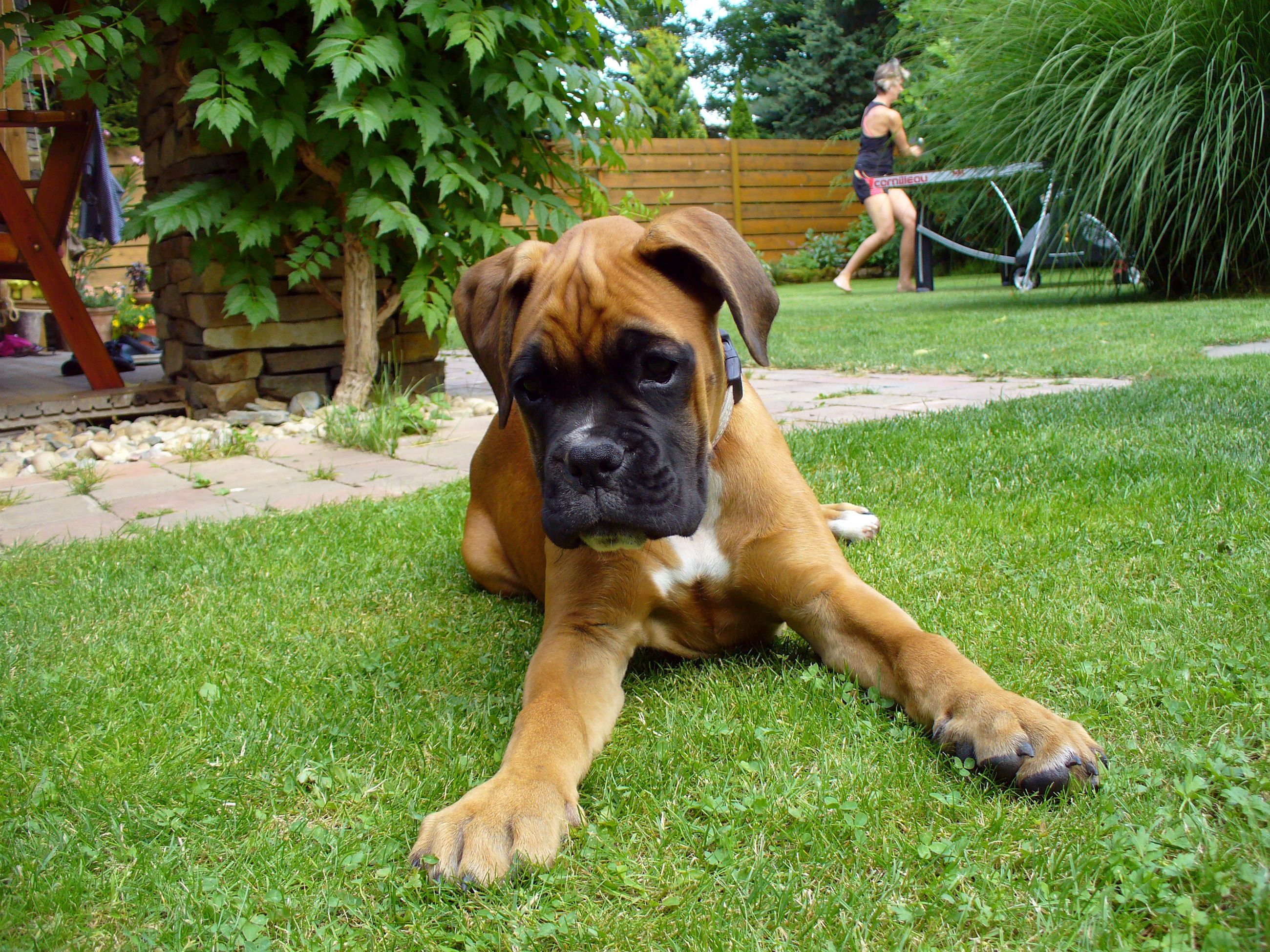 Boxer Puppy.jpg