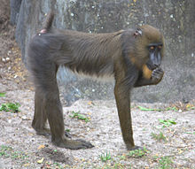 Mandrill 2.jpg