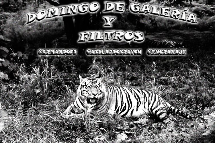 tigre blanco y negro portada.jpg