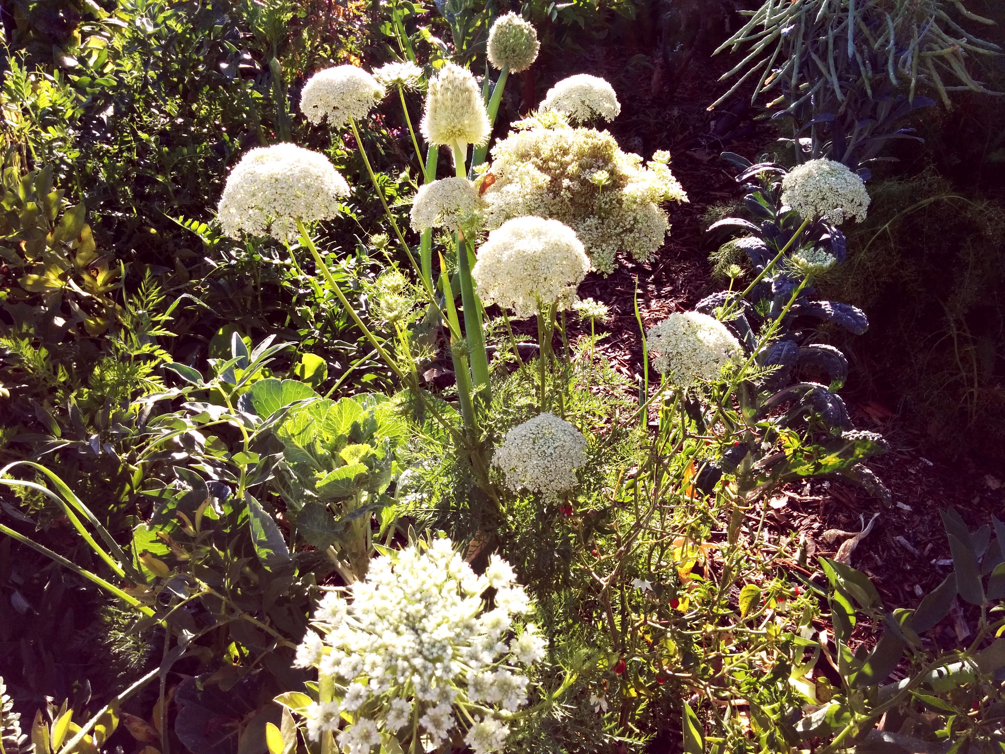 Vegetable Gardening for Beginners: The Basics of Planting: Polyculture ...