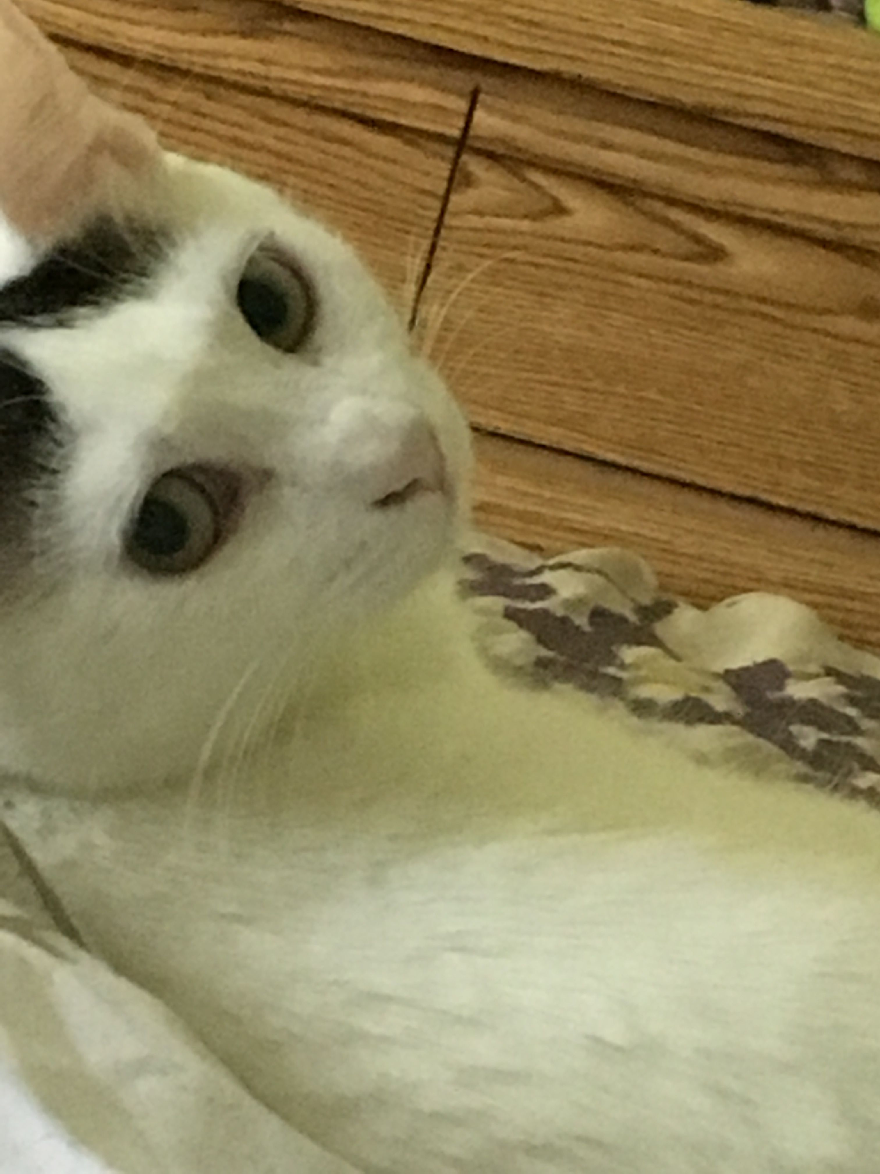 Cat with the pearl earring — Steemit