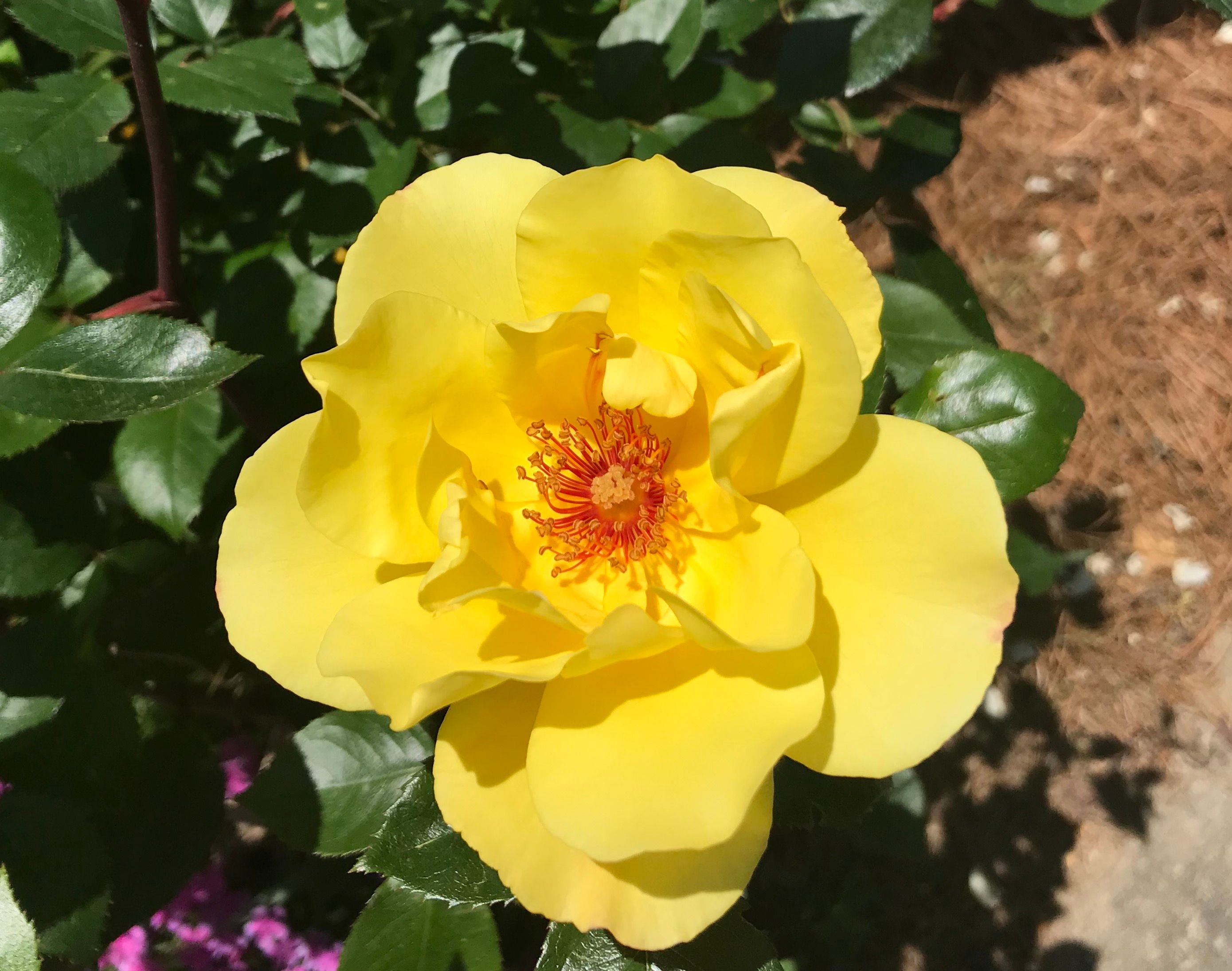 april flowers - yellow rose.JPG