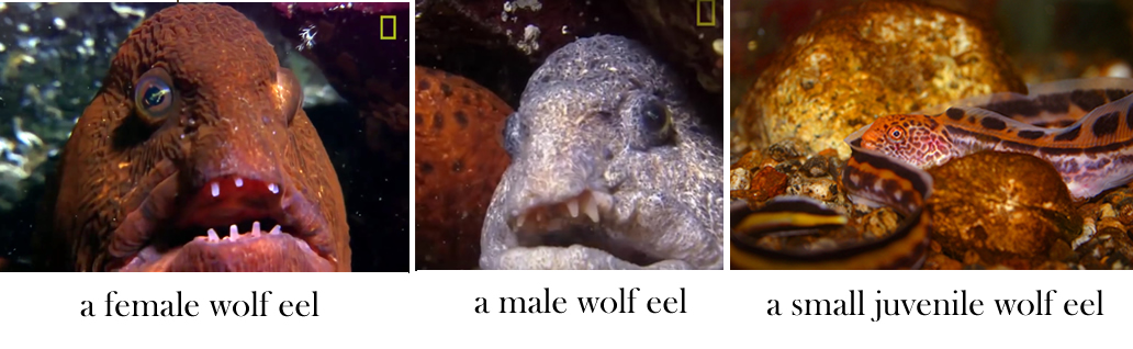 wolf eel angry