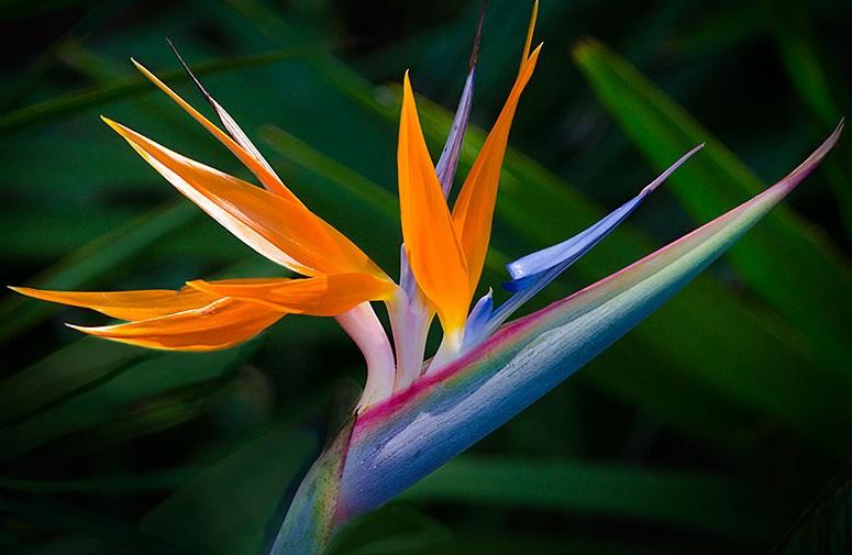 bird_of_paradise.jpg