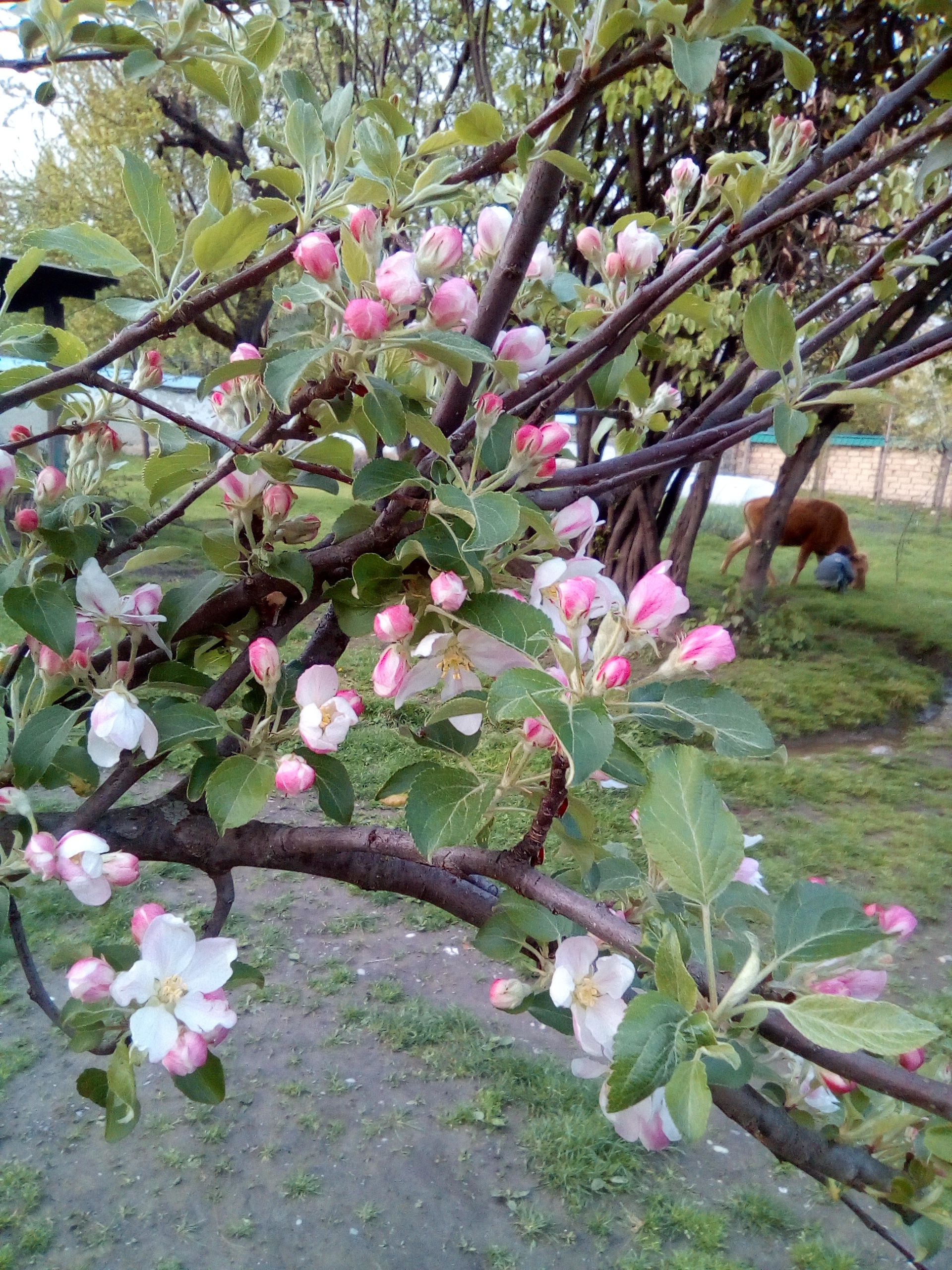 IMG_20180416_190006.jpg