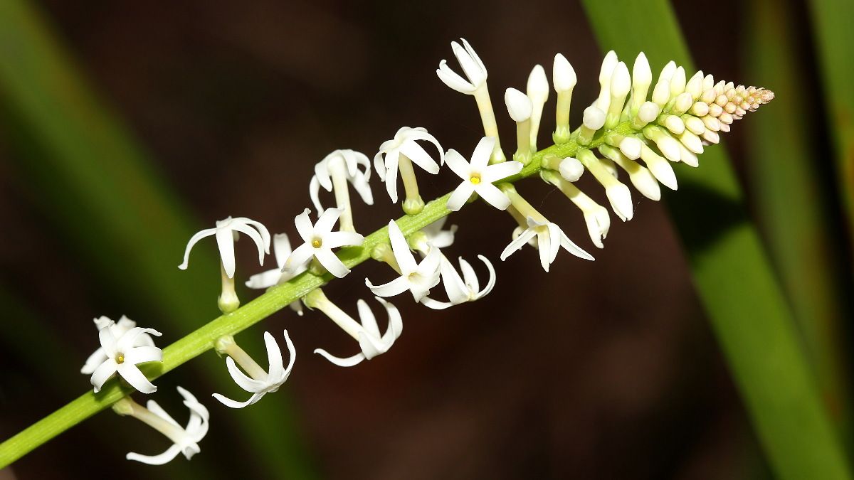 Stackhousia monogyna n1 Forest Candles HSOCA Latrobe Tas 2017-10-26.jpg