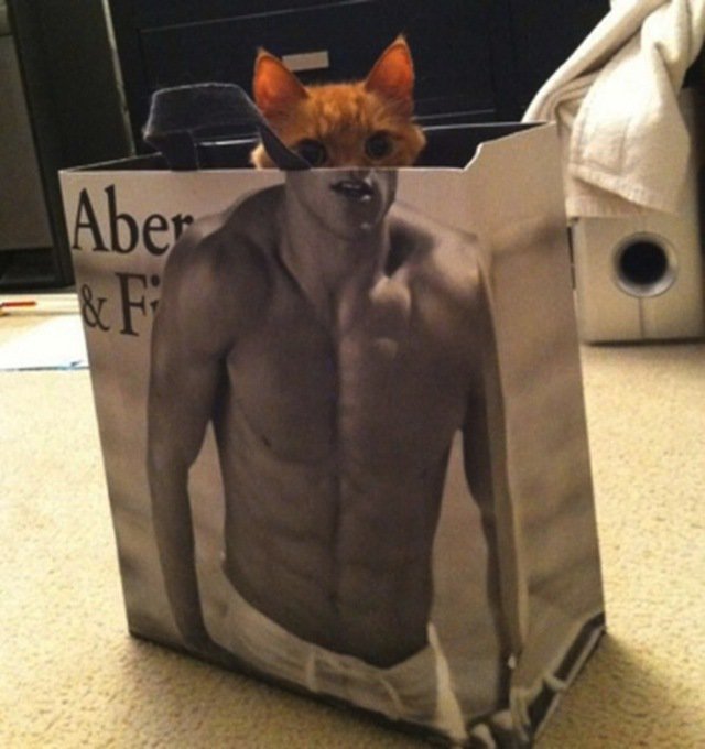 abercrombiecat.jpg