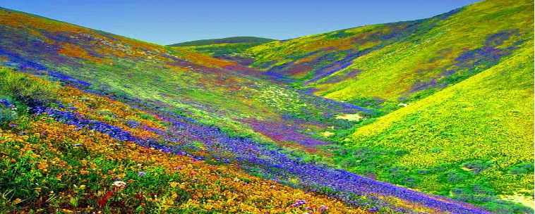 Valley_of_flowers_Inertiaspeaks.jpg