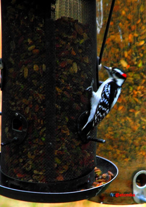 hairy woodpecker PFW21-sa0017.JPG