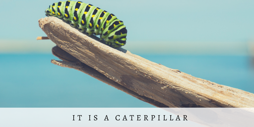 Green and Yellow Photo Quotes Fall Twitter Post (25).png