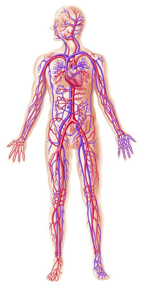 Blood vessels.jpg