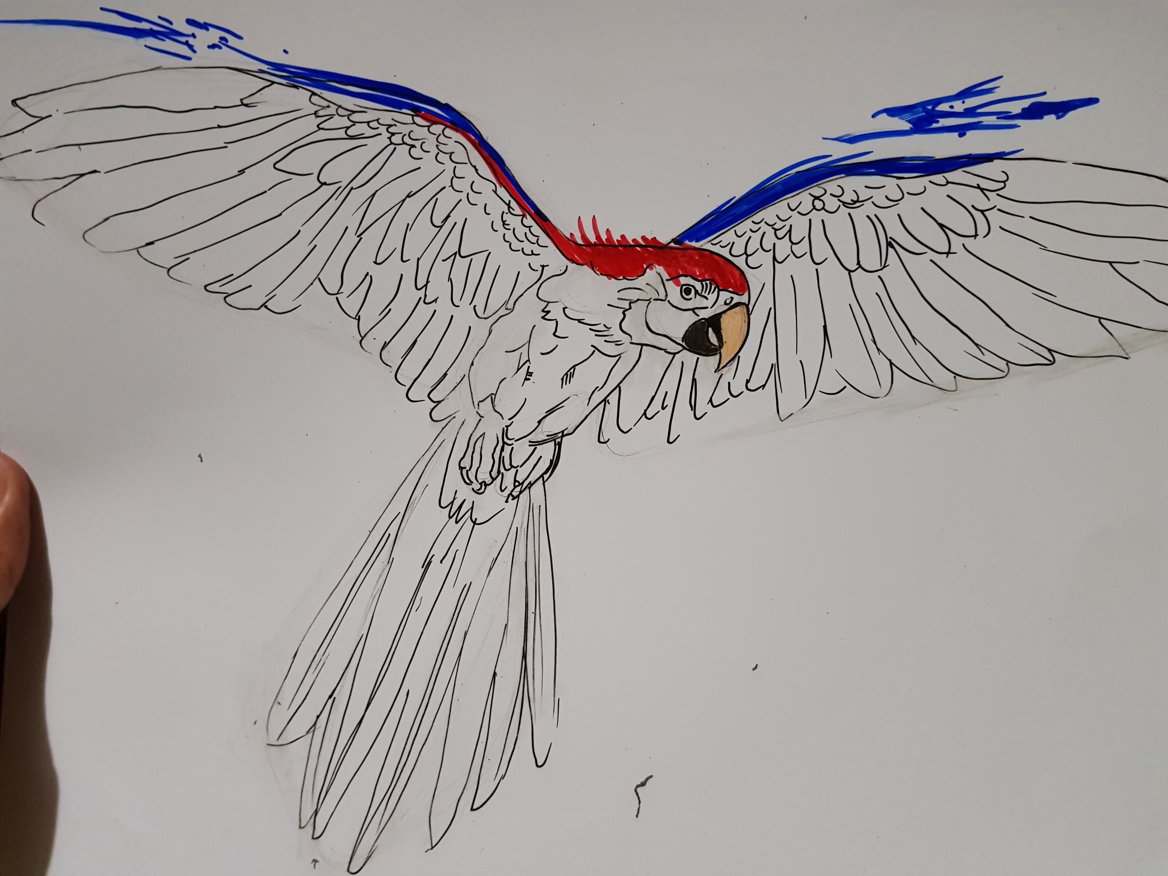 Cute bird pencil drawing 2022!! by ABEERRCREATES on DeviantArt