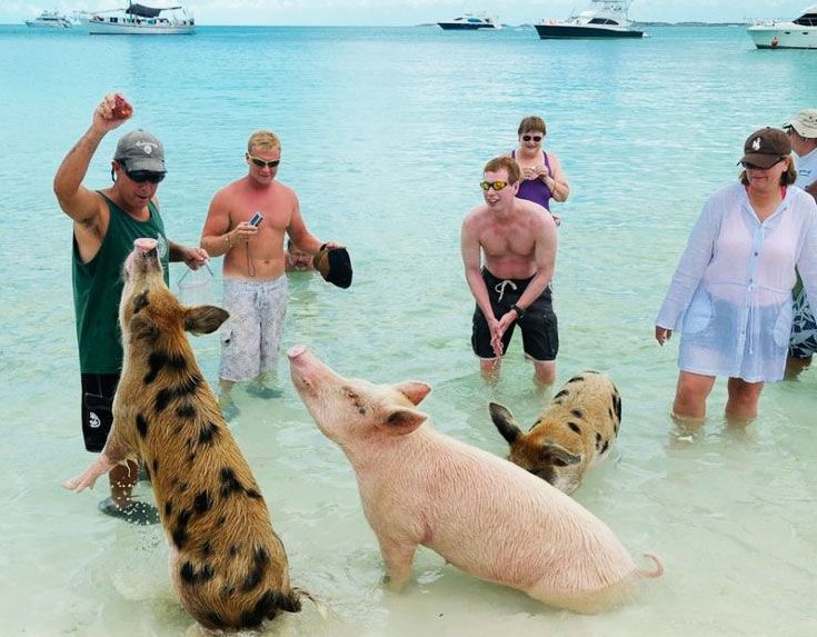 pigs-bahamas.jpg
