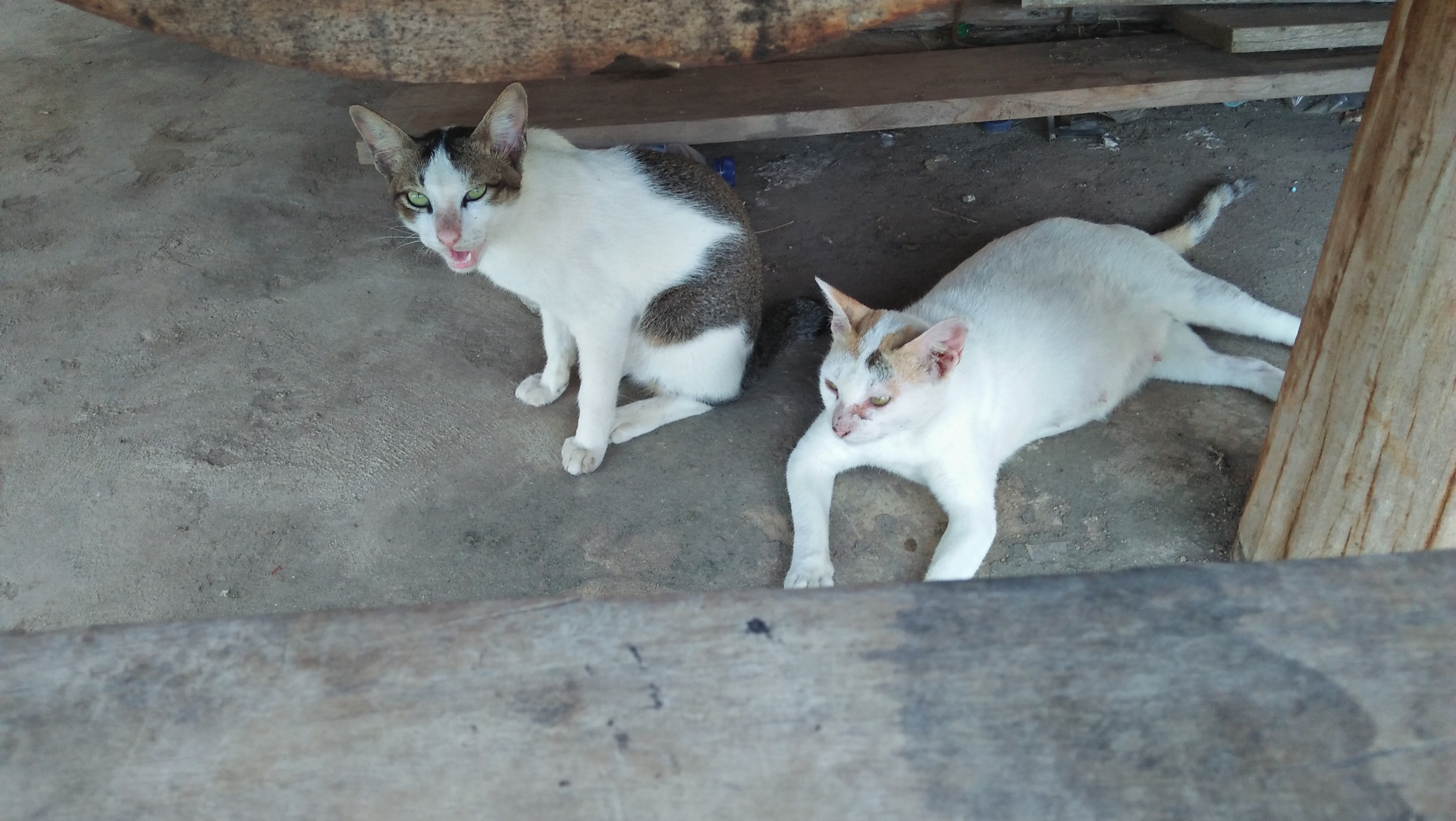 IMG20180213170452.jpg