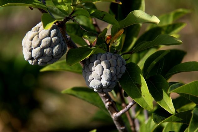 Custard Apples.jpg