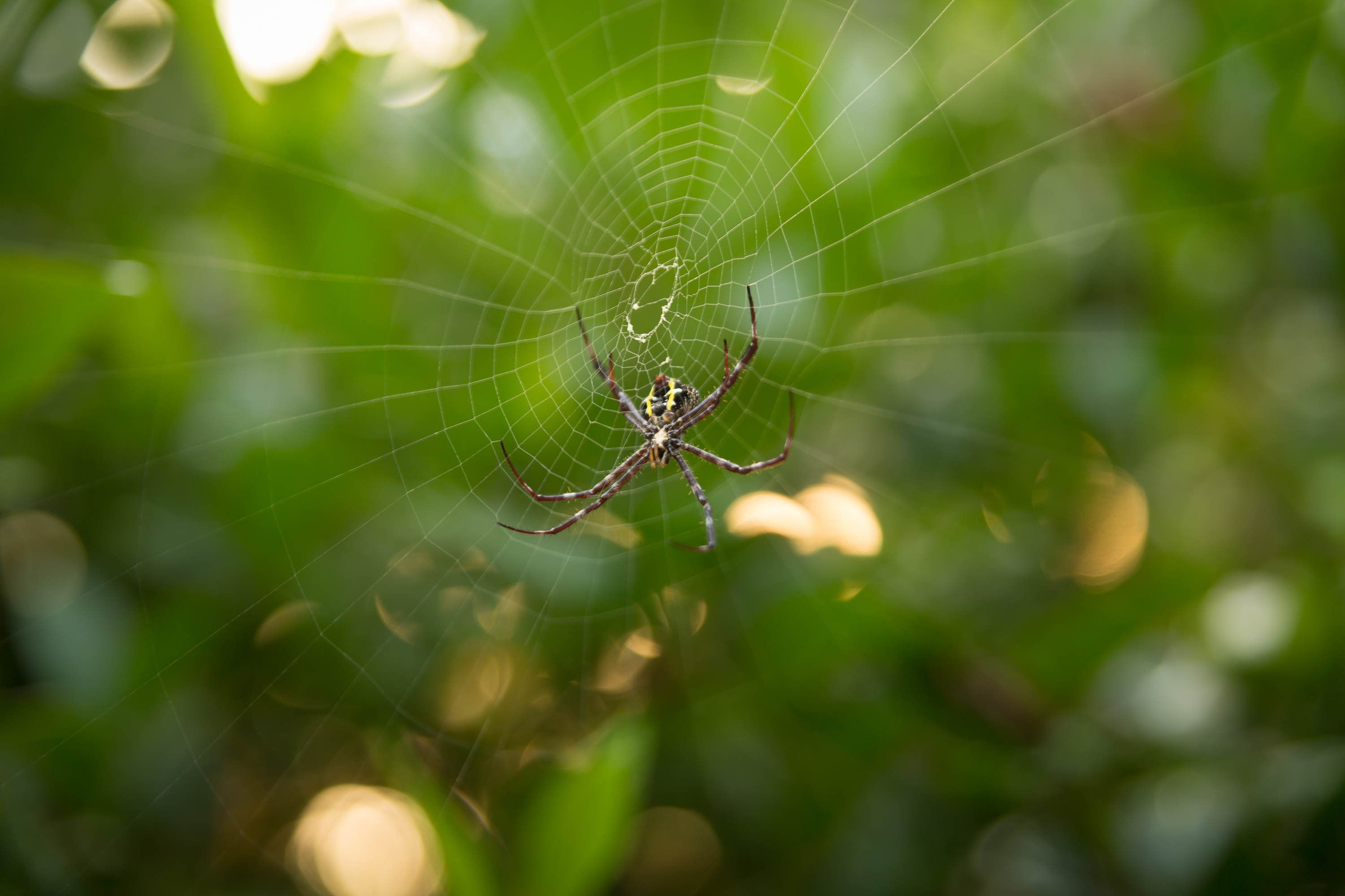 spider in its net, Java, Indonesia.jpg