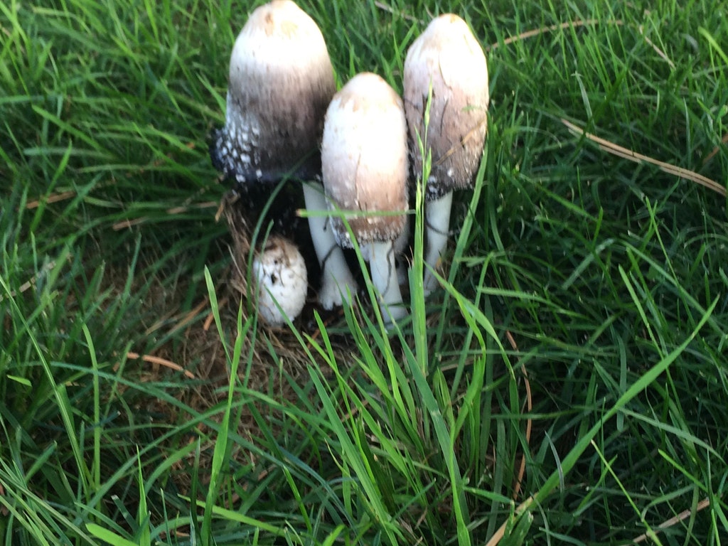 Anybody know what sort of mushrooms these are.jpg